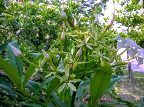 福樹開花|福木開花結果實, 就像柑桔.